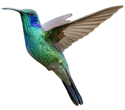 Hummingbird